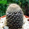 Copiapoa_ humilis _ssp.tenuissima _04